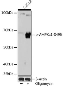 Western blot - Phospho-AMPKa1-S496 Rabbit mAb (AP1002)