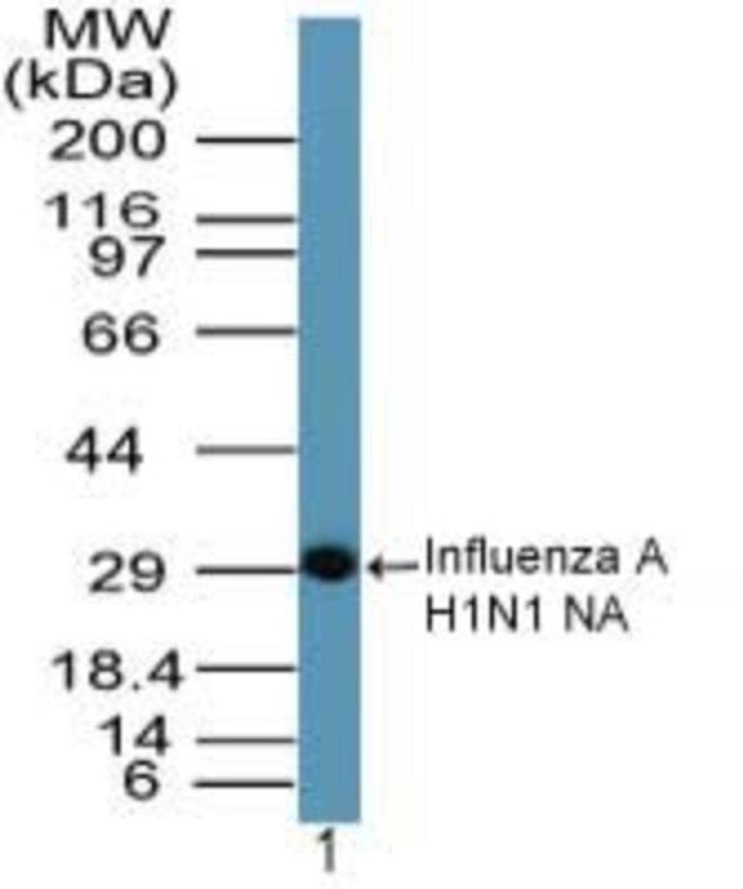 Western Blot: Influenza A Haemagglutinin H1N1 Antibody [NBP2-24937] - analysis of Influenza A H1N1 NA in a partial recombinant fusion protein containing amino acids 320-334 using this antibody. 1 ug/ml. I goat anti-rabbit Ig HRP secondary antibody and PicoTect ECL substrate solution were used for this test.