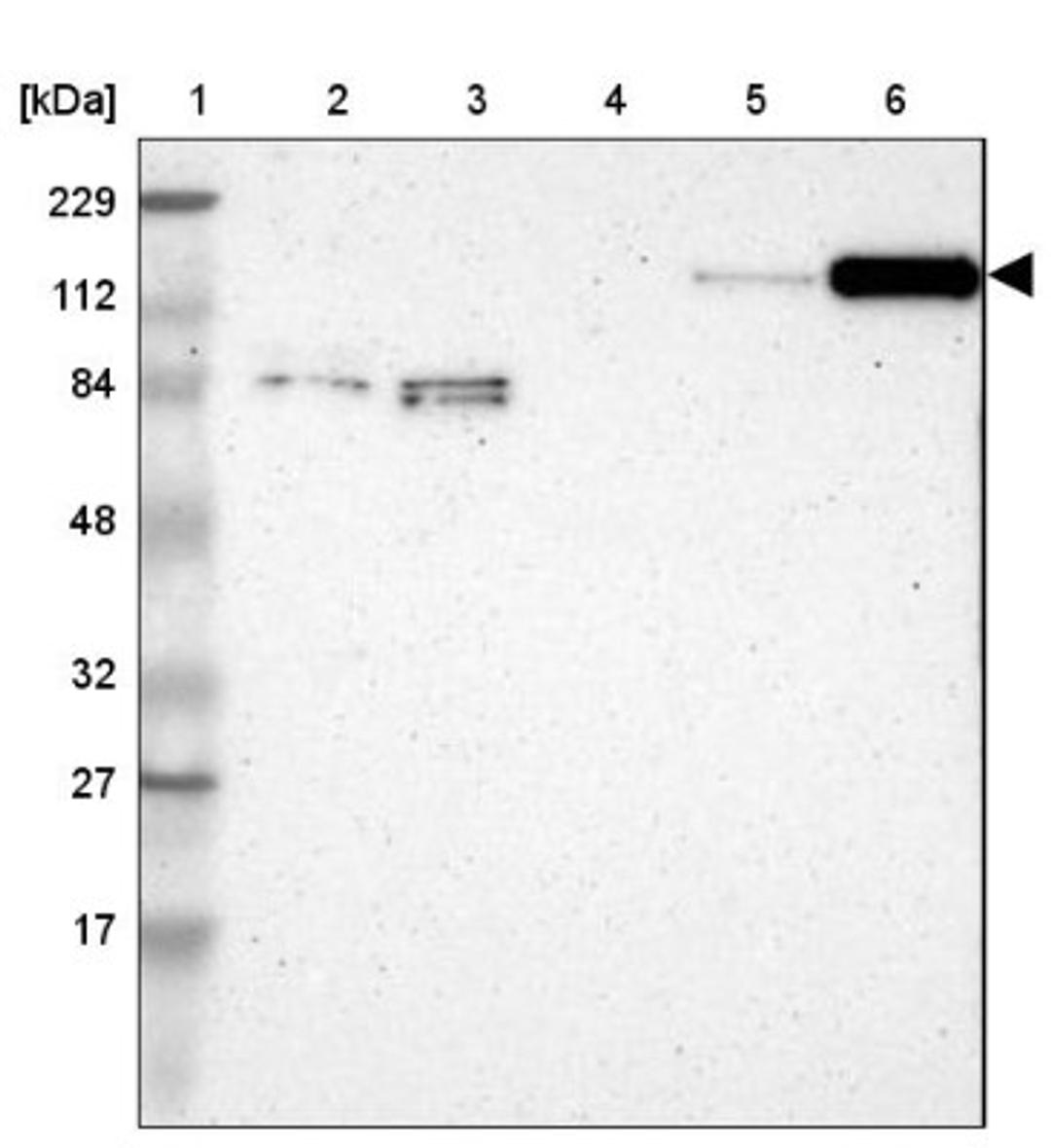 Western Blot: PLCH2 Antibody [NBP1-93634] - Lane 1: Marker [kDa] 229, 112, 84, 48, 32, 27, 17<br/>Lane 2: Human cell line RT-4<br/>Lane 3: Human cell line U-251MG sp<br/>Lane 4: Human plasma (IgG/HSA depleted)<br/>Lane 5: Human liver tissue<br/>Lane 6: Human tonsil tissue