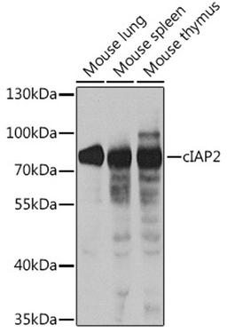 Western blot - cIAP2 antibody (A0833)