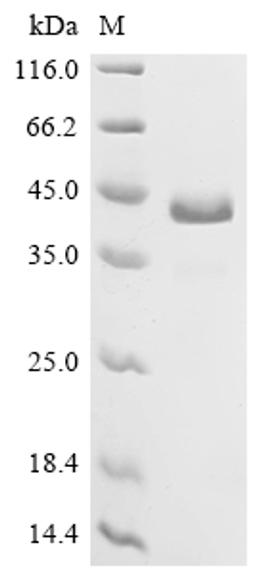 (Tris-Glycine gel) Discontinuous SDS-PAGE (reduced) with 5% enrichment gel and 15% separation gel.