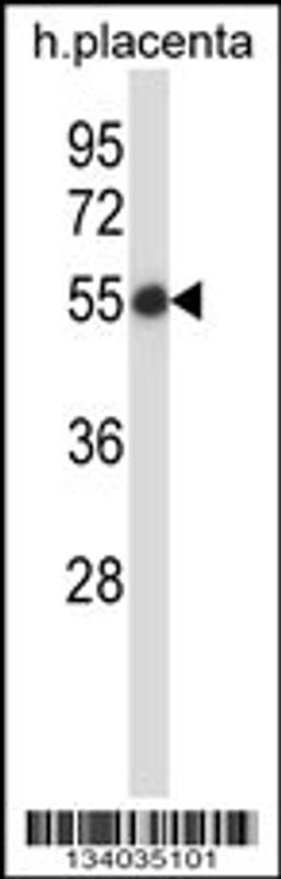 Western blot analysis in human placenta tissue lysates (35ug/lane).