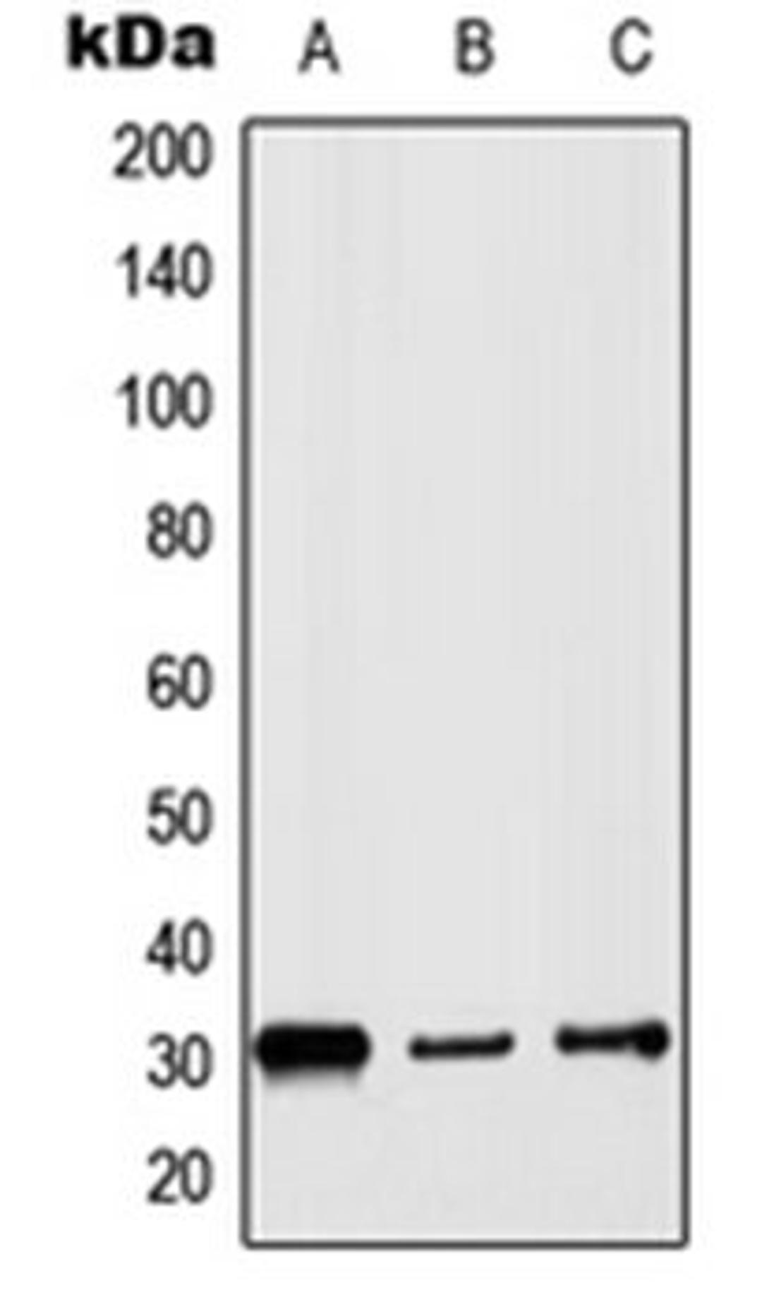 Western blot analysis of HepG2 (Lane 1), Raw264.7 (Lane 2), PC12 (Lane 3) whole cell lysates using HIST1H1B antibody