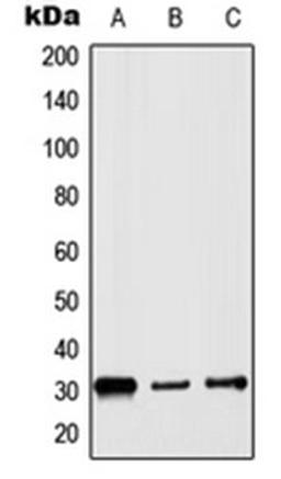 Western blot analysis of HepG2 (Lane 1), Raw264.7 (Lane 2), PC12 (Lane 3) whole cell lysates using HIST1H1B antibody