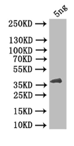 Western Blot. Positive WB detected in: recombinant protein. All lanes: HBZ Antibody at 1:1000. Secondary. Goat polyclonal to rabbit IgG at 1/50000 dilution. Predicted band size: 47 kDa. Observed band size: 47 kDa.