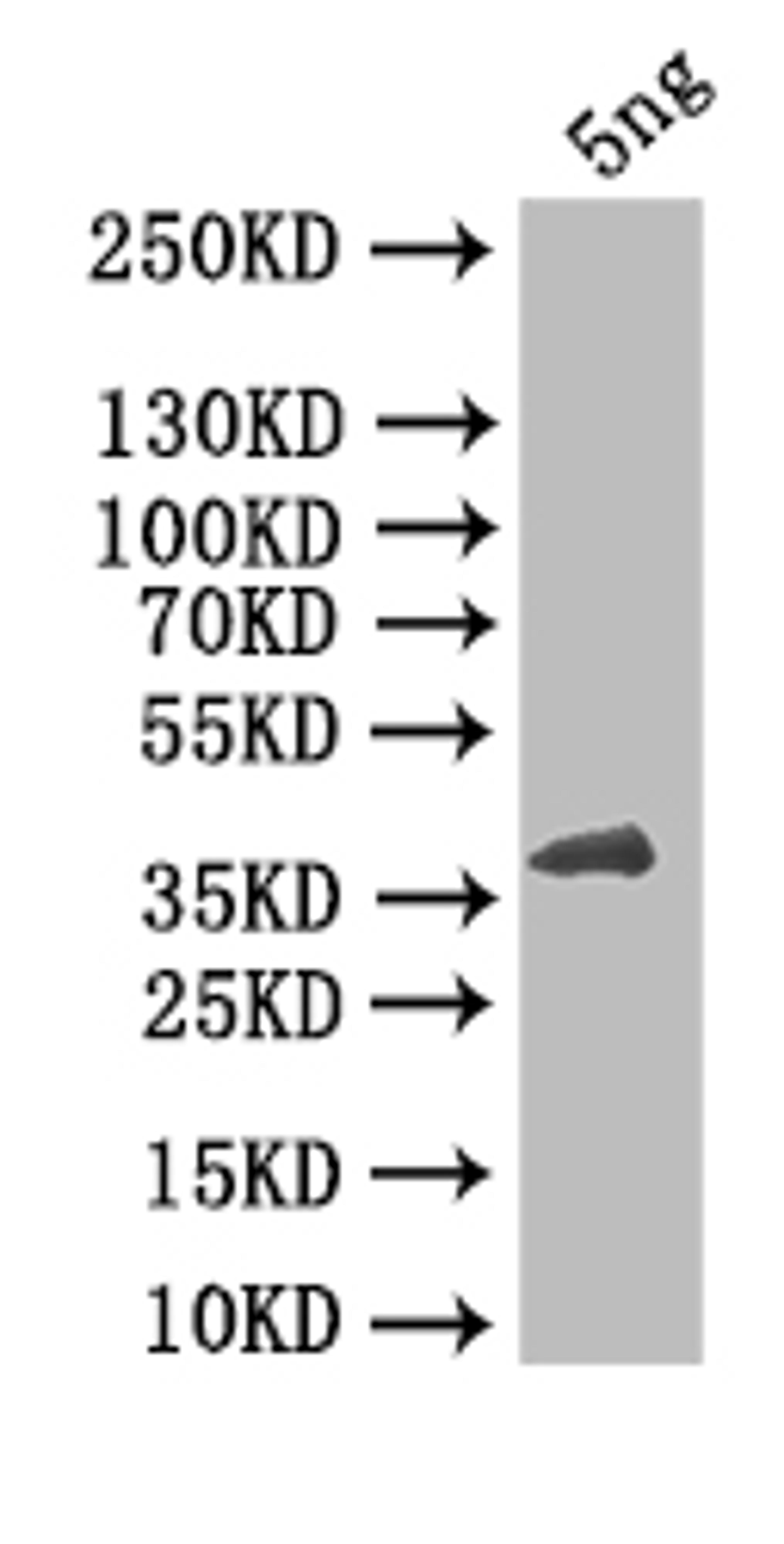 Western Blot. Positive WB detected in: recombinant protein. All lanes: HBZ Antibody at 1:1000. Secondary. Goat polyclonal to rabbit IgG at 1/50000 dilution. Predicted band size: 47 kDa. Observed band size: 47 kDa.