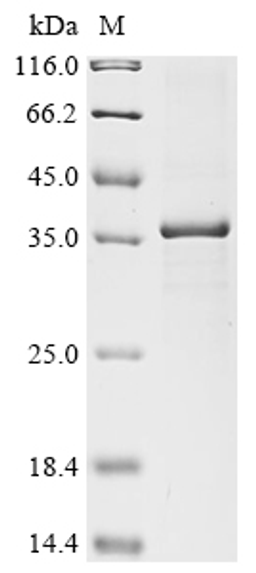 (Tris-Glycine gel) Discontinuous SDS-PAGE (reduced) with 5% enrichment gel and 15% separation gel.