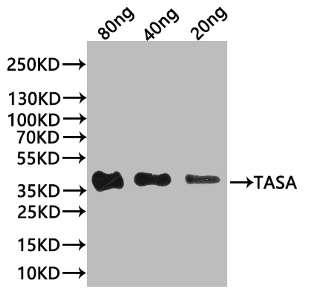 Western Blot. Positive WB detected in: recombinant protein. All lanes:tasA Antibody at 1:1000. Secondary. Goat polyclonal to rabbit IgG at 1/20000 dilution. Predicted band size: 32 kDa. Observed band size: 38 kDa. 