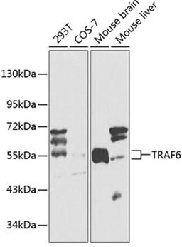 Western blot - TRAF6 antibody (A0973)