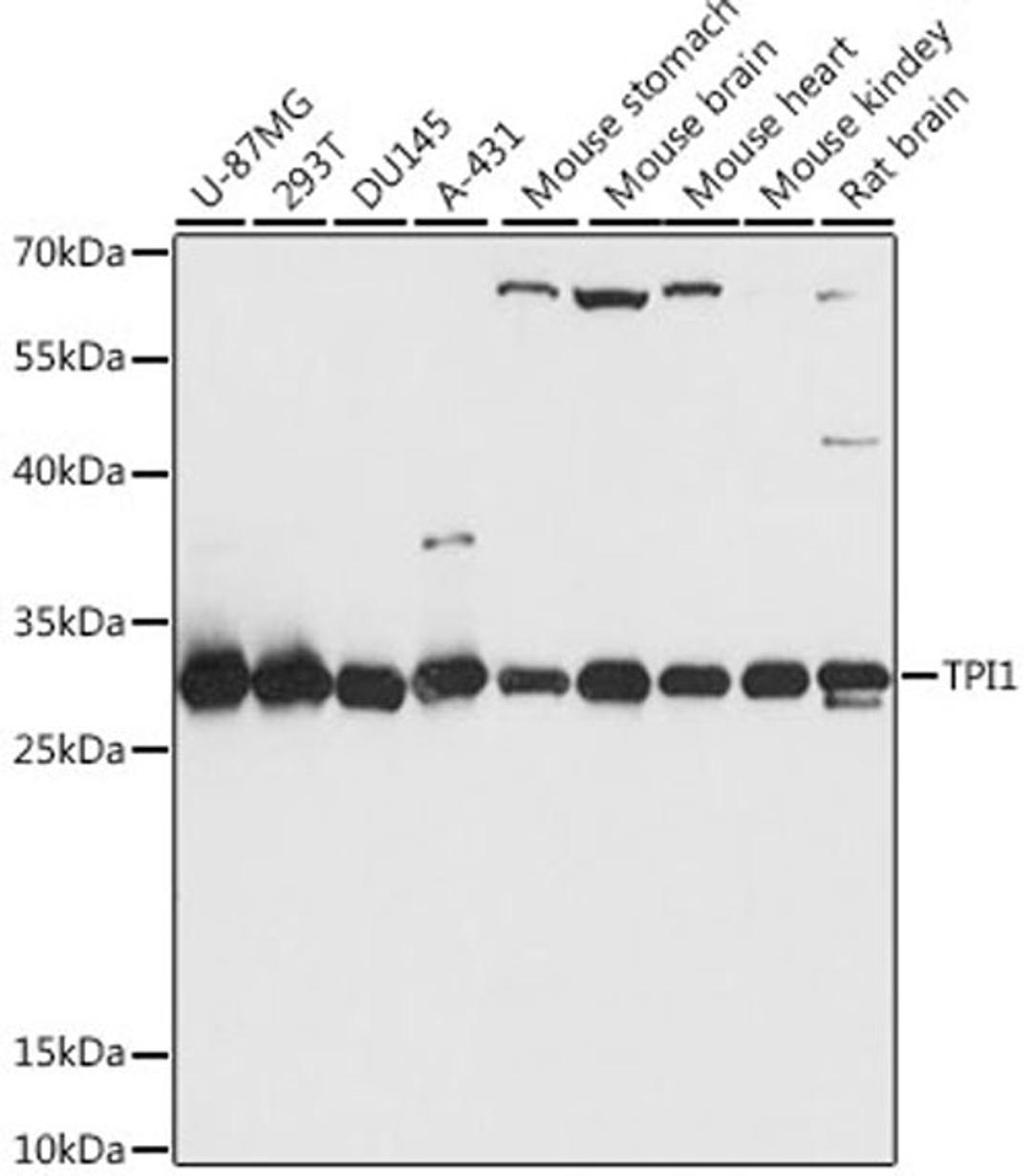 Western blot - TPI1 antibody (A15733)