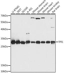 Western blot - TPI1 antibody (A15733)