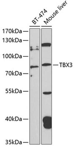 Western blot - TBX3 antibody (A4144)