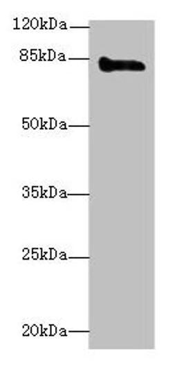 Western blot. All lanes: KEL antibody at 3µg/ml + HepG2 whole cell lysate. Secondary. Goat polyclonal to rabbit IgG at 1/10000 dilution. Predicted band size: 83 kDa. Observed band size: 83 kDa