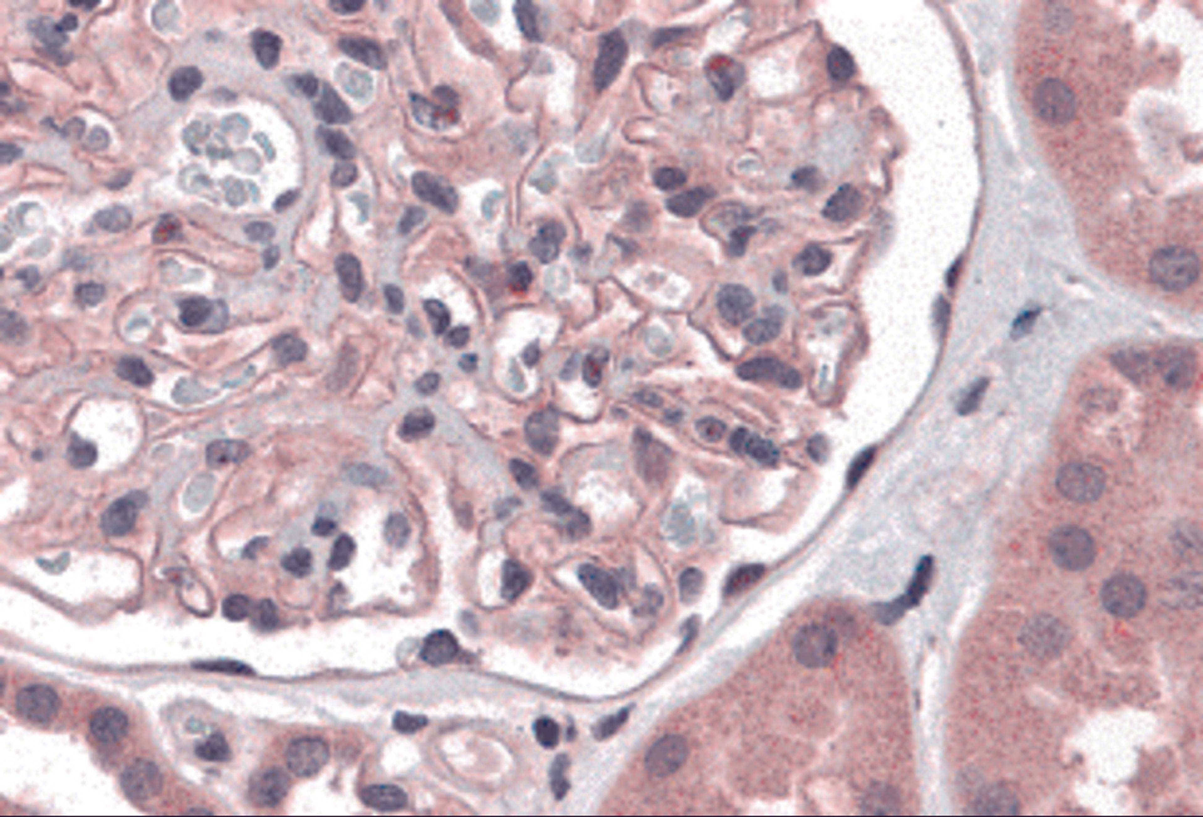 Immunohistochemistry of Nephrin in human kidney tissue with Nephrin antibody at 5 μg/mL.