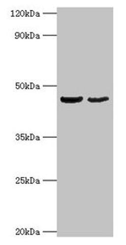 Western blot. All lanes: OLA1 antibody at 2µg/ml. Lane 1: HepG2 whole cell lysate. Lane 2: Mouse stomach tissue. Secondary. Goat polyclonal to rabbit IgG at 1/10000 dilution. Predicted band size: 45, 28, 32 kDa. Observed band size: 45 kDa