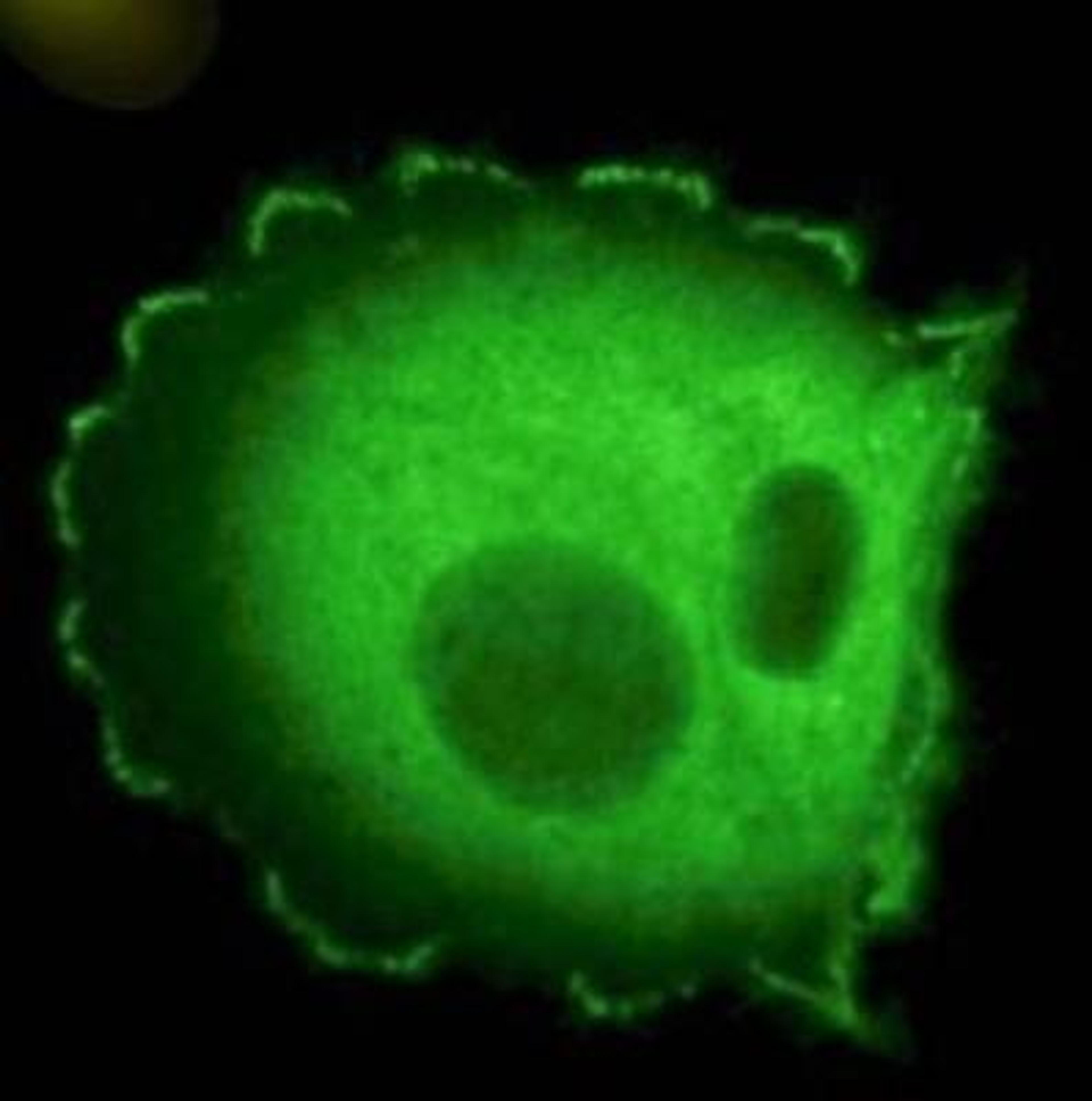 Immunocytochemistry/Immunofluorescence: NEDD9/CASL/HEF1 Antibody (2G9) [NB100-1699] - Immunofluorescence microscopy using Monoclonal anti-HEF1 antibody (clone 2G9) shows detection of HEF1 localized at focal adhesion sites. The antibody was used at a 1:500 dilution with a 3-sec exposure time. Personal Communication. Elena Pugacheva, Fox Chase Cancer Center, Philadelphia, PA.