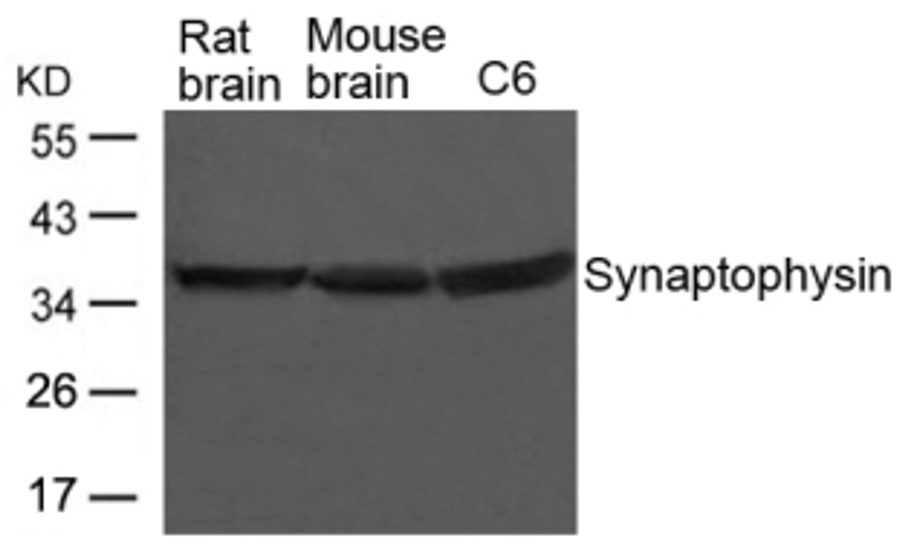 Western blot analysis of lysed extracts from Rat and Mouse brain tissue and C6 cells using Synaptophysin Antibody.