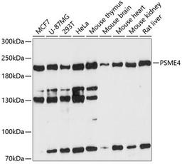 Western blot - PSME4 antibody (A13815)