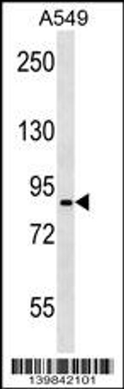 Western blot analysis in A549 cell line lysates (35ug/lane).