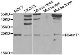 Western blot analysis of extracts of various cell lines using N6AMT1 antibody