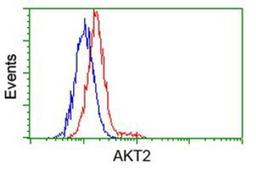 Flow Cytometry: AKT2 Antibody (4H7) [NBP2-02231] - Analysis of Hela cells, using anti-AKT2 antibody, (Red), compared to a nonspecific negative control antibody (Blue).