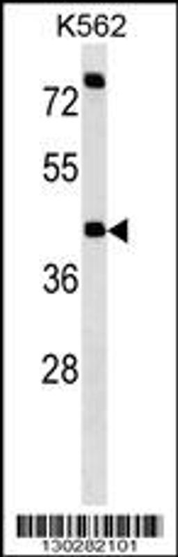 Western blot analysis in K562 cell line lysates (35ug/lane).