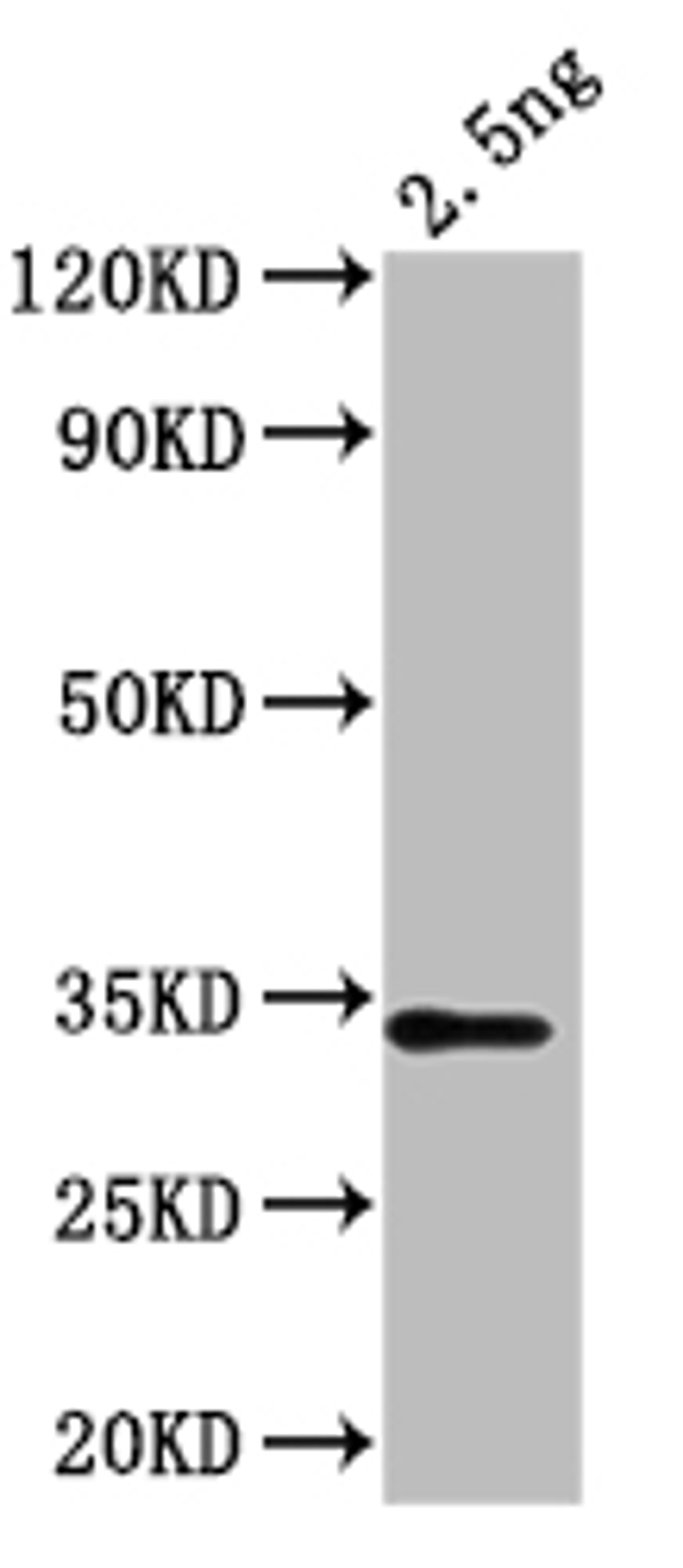 Western Blot. Positive WB detected in: recombinant protein. All lanes: chiA Antibody at 1:1000. Secondary. Goat polyclonal to rabbit IgG at 1/50000 dilution. Predicted band size: 32 kDa. Observed band size: 32 kDa. 