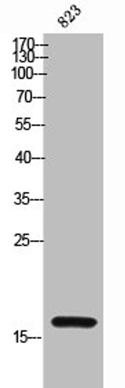 Western Blot analysis of 823 cells using CD235a Polyclonal Antibody