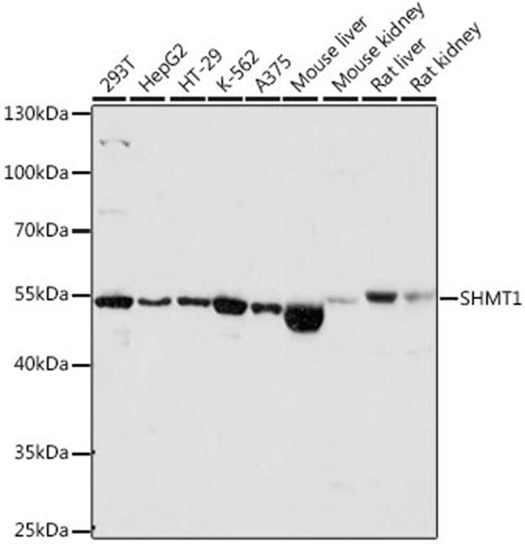 Western blot - SHMT1 antibody (A12489)