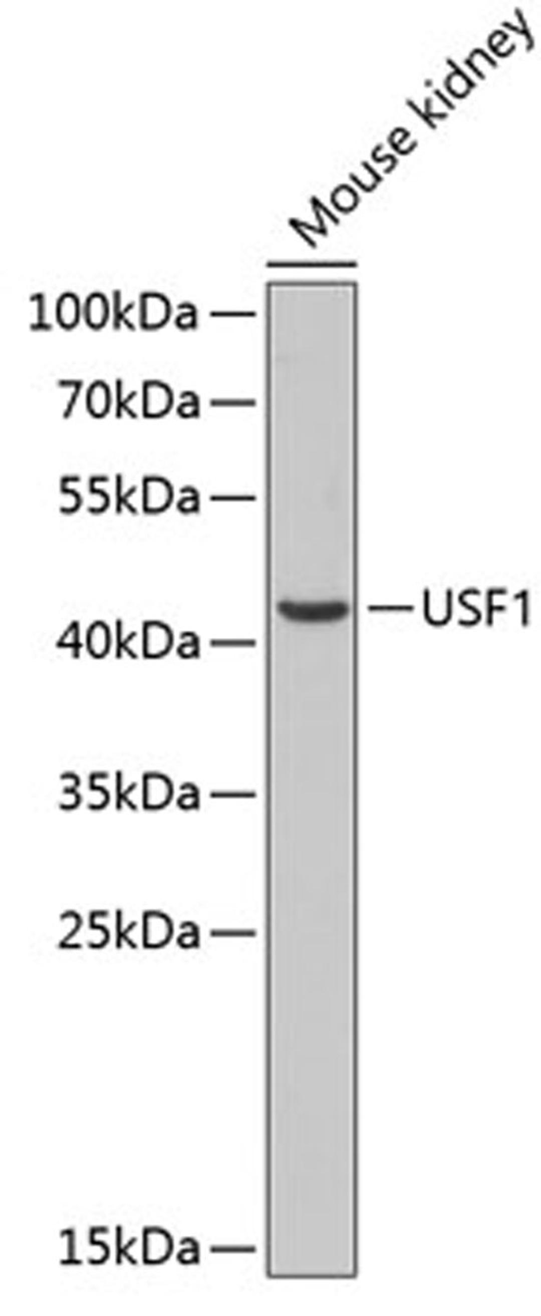 Western blot - USF1 antibody (A13560)