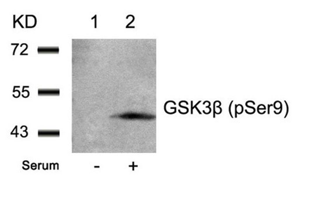 Western blot analysis of extracts from 293 cells untreated(lane 1) or treated with serum(lane 2) using GSK3β(Phospho-Ser9) Antibody.