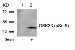 Western blot analysis of extracts from 293 cells untreated(lane 1) or treated with serum(lane 2) using GSK3β(Phospho-Ser9) Antibody.
