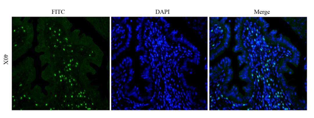 IF image of mouse uterus tissue using Integrin alpha 5 antibody (FITC) (2.5 ug/ml)