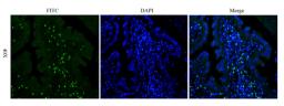 IF image of mouse uterus tissue using Integrin alpha 5 antibody (FITC) (2.5 ug/ml)