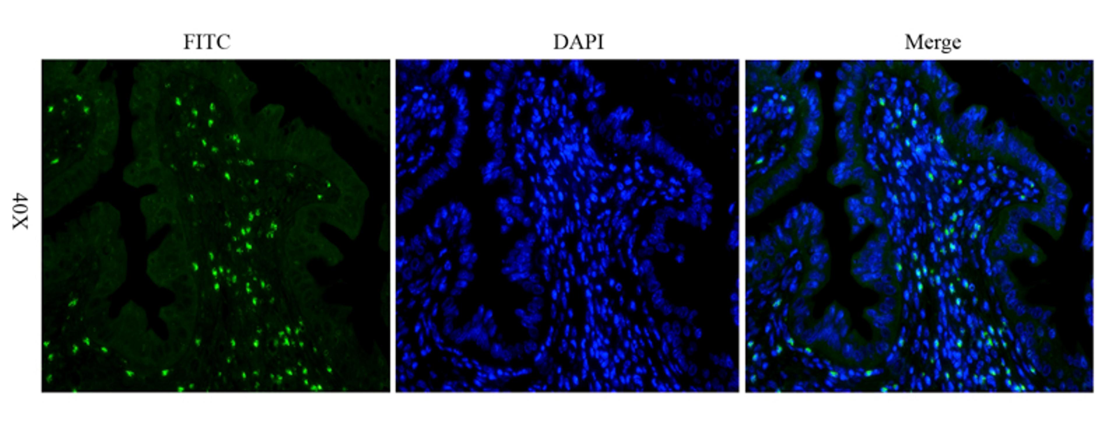 IF image of mouse uterus tissue using Integrin alpha 5 antibody (FITC) (2.5 ug/ml)