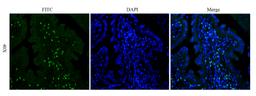IF image of mouse uterus tissue using Integrin alpha 5 antibody (FITC) (2.5 ug/ml)