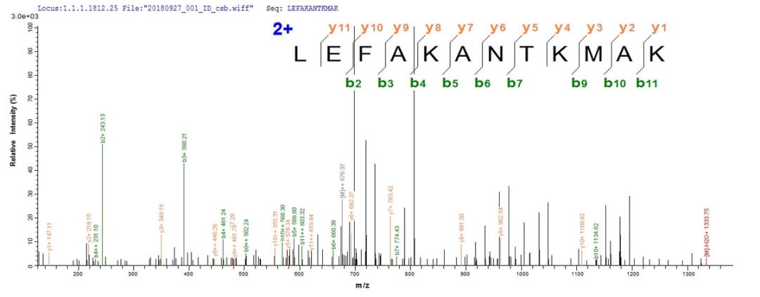 Based on the SEQUEST from database of E.coli host and target protein, the LC-MS/MS Analysis result of CSB-EP821892HU could indicate that this peptide derived from E.coli-expressed Homo sapiens (Human) RBPMS.