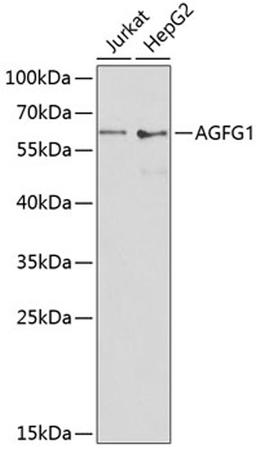 Western blot - AGFG1 antibody (A13500)