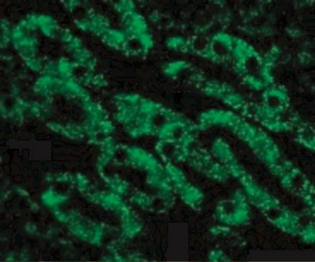 Immunocytochemistry/Immunofluorescence: CAD Antibody [NBP1-77009] - Immunofluorescence of CAD in Mouse Kidney cells with CAD antibody at 10 ug/mL.