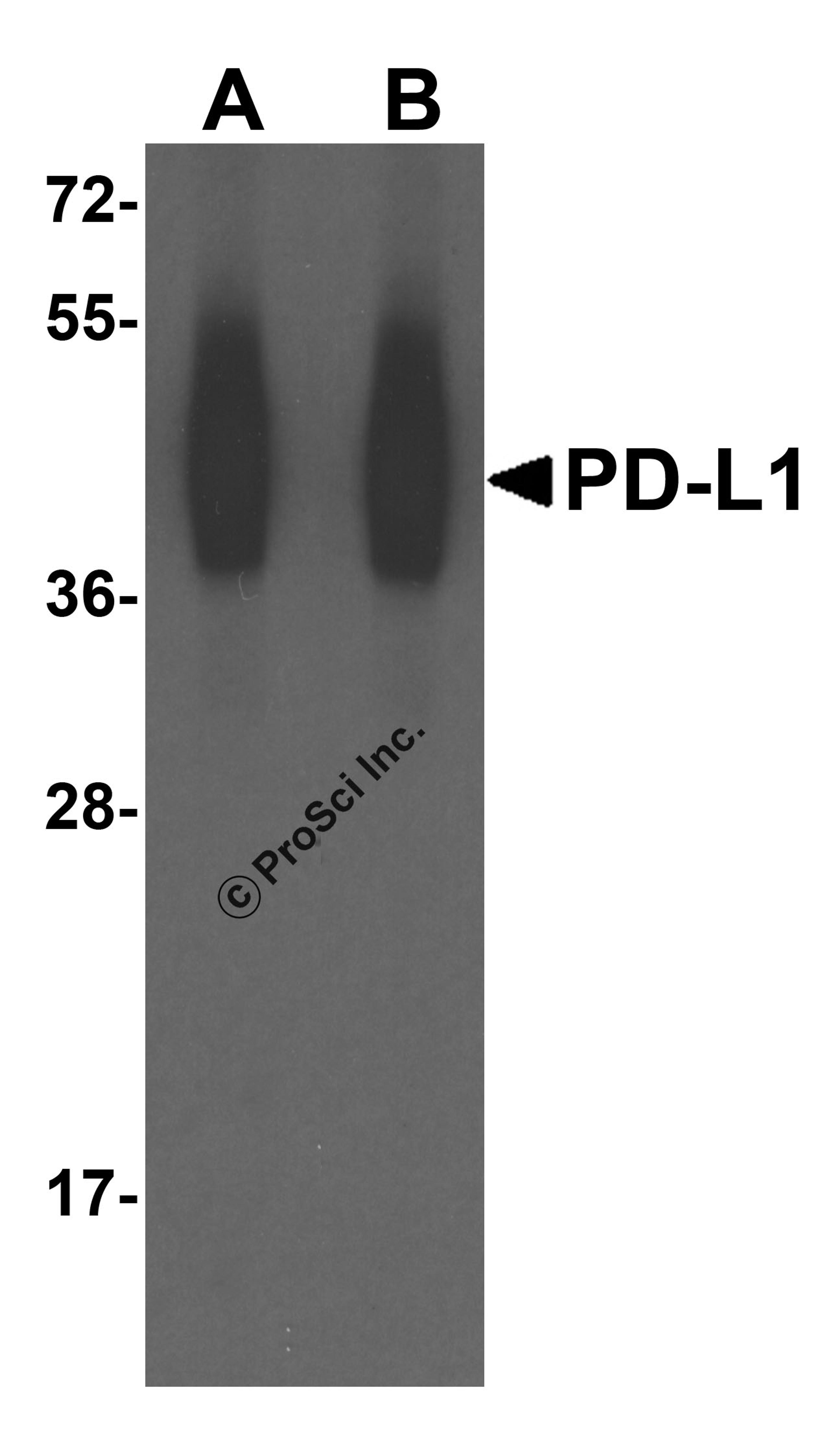 Western blot analysis of PD-L1 in overexpressing HEK293 cells PD-L1 antibody at 0.25 and 0.5 μg/ml