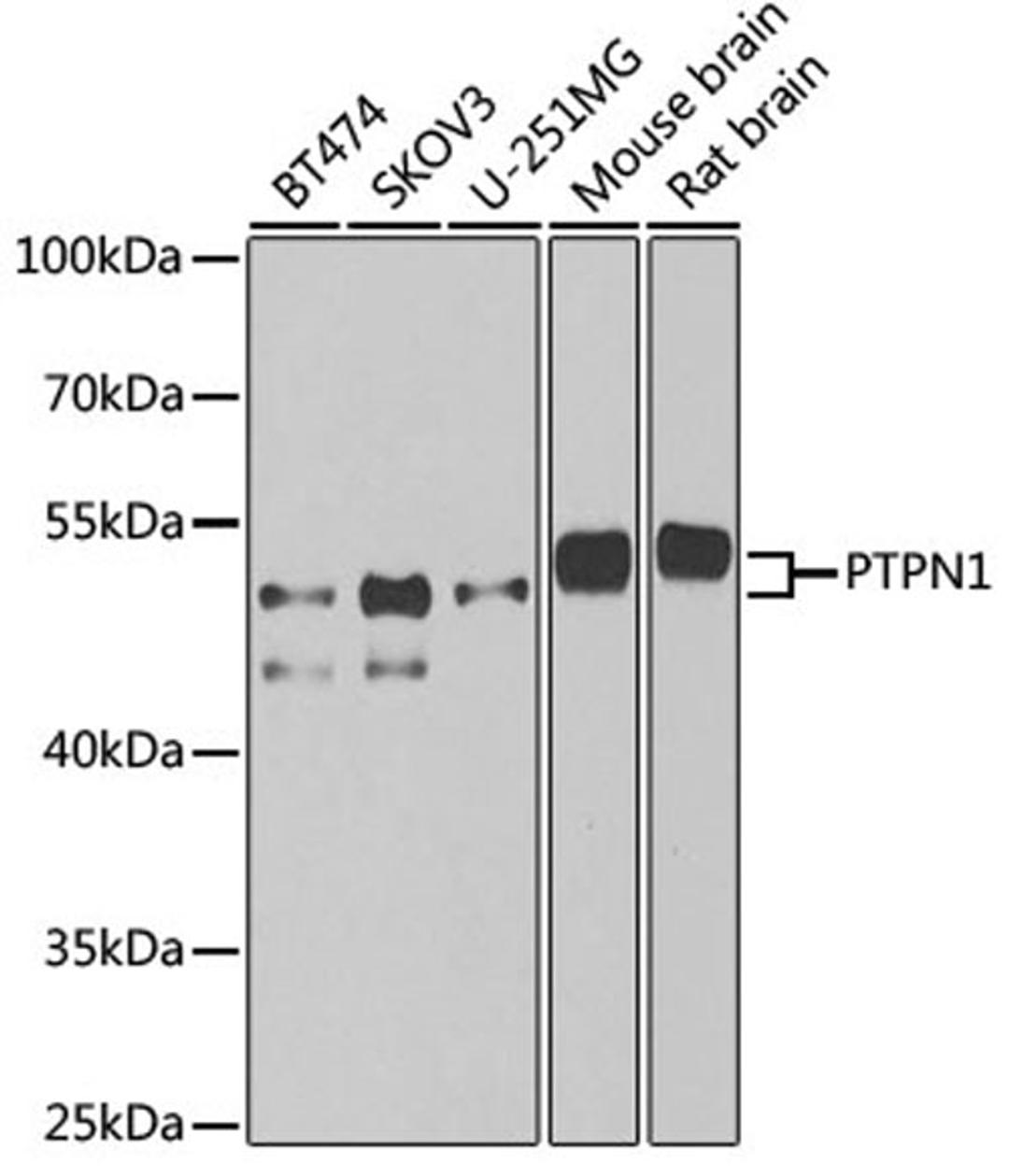 Western blot - PTPN1 antibody (A1590)