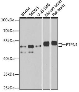 Western blot - PTPN1 antibody (A1590)