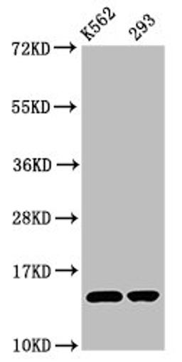 Western Blot. Positive WB detected in: K562 whole cell lysate, 293 whole cell lysate. All lanes: HIST1H2BC antibody at 0.72µg/ml. Secondary. Goat polyclonal to rabbit IgG at 1/50000 dilution. Predicted band size: 14 kDa. Observed band size: 14 kDa