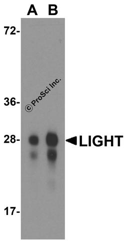 Western blot analysis of LIGHT in overexpressing HEK293 cells with LIGHT antibody at 0.5 and 1 μg/ml