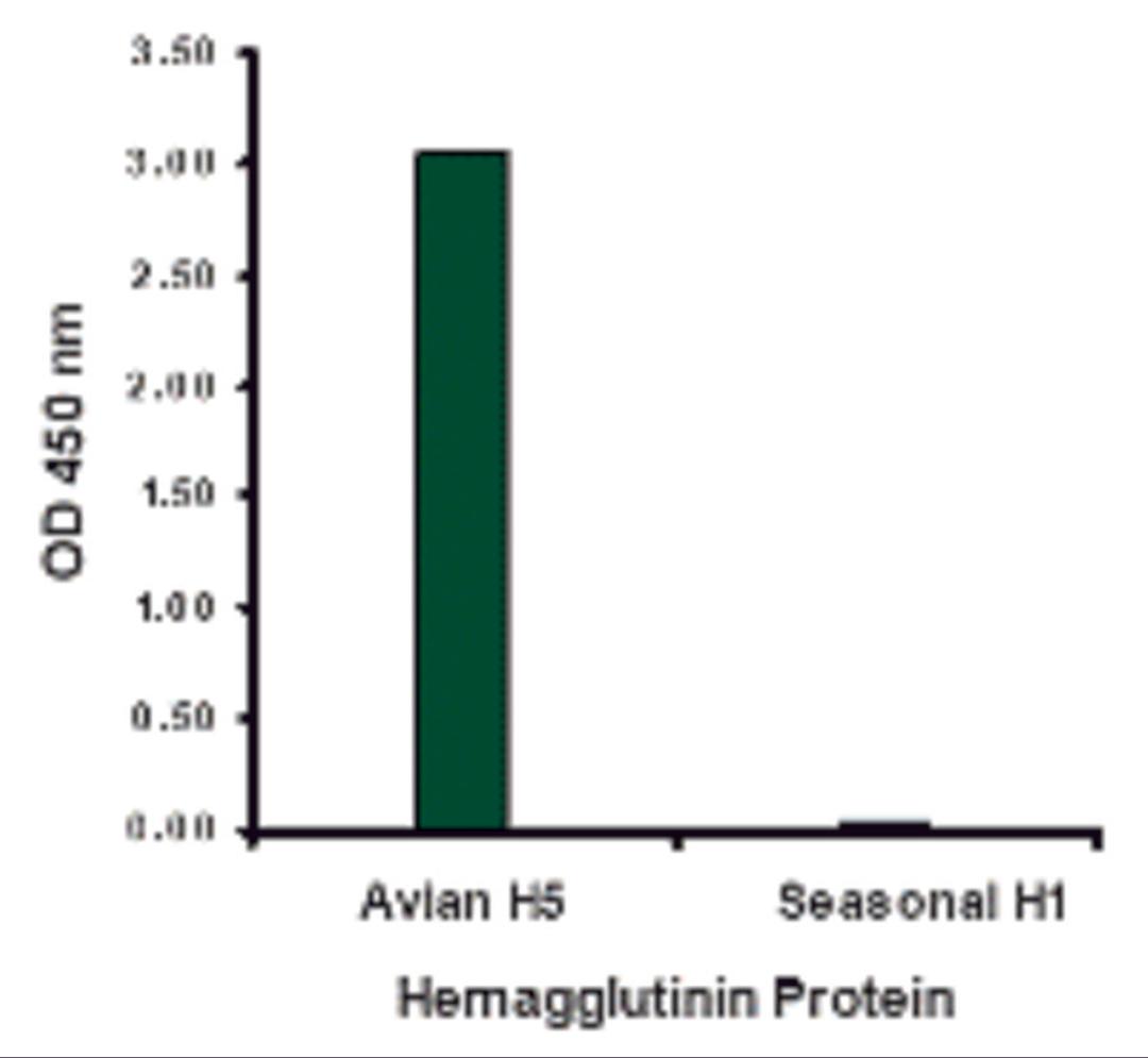 Hemagglutinin antibody at 2 μg/mL specifically recognizes Avian H5N1 influenza virus but not seasonal influenza virus A H1N1 Hemagglutinin protein.