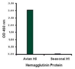 Hemagglutinin antibody at 2 μg/mL specifically recognizes Avian H5N1 influenza virus but not seasonal influenza virus A H1N1 Hemagglutinin protein.