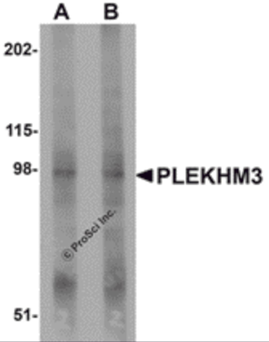 Western blot analysis of PLEKHM3 in mouse skeletal muscle tissue lysate with PLEKHM3 antibody at (A) 1 and (B) 2 μg/mL.