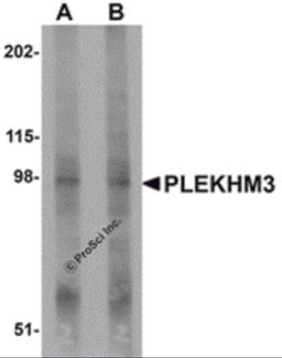 Western blot analysis of PLEKHM3 in mouse skeletal muscle tissue lysate with PLEKHM3 antibody at (A) 1 and (B) 2 μg/mL.