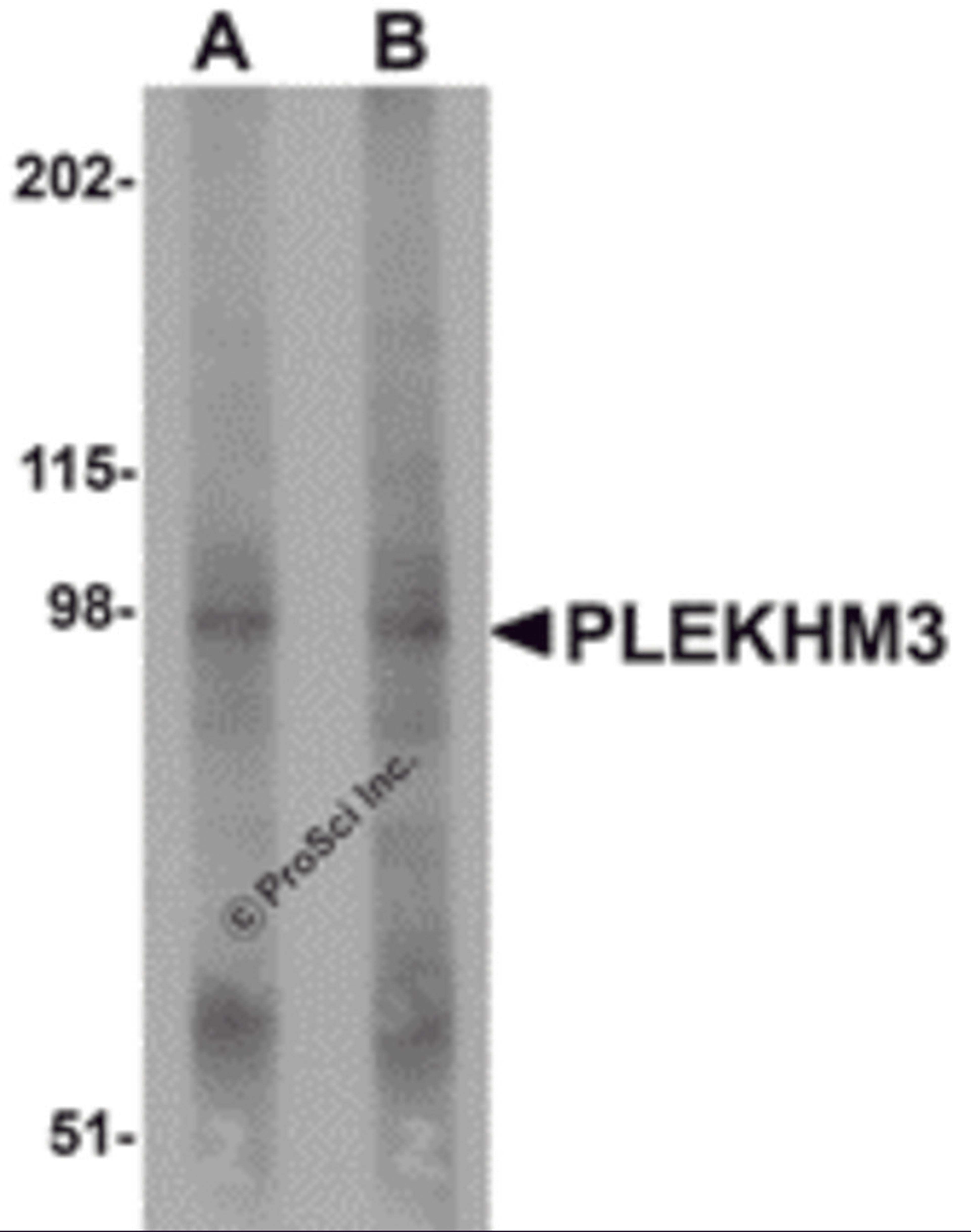 Western blot analysis of PLEKHM3 in mouse skeletal muscle tissue lysate with PLEKHM3 antibody at (A) 1 and (B) 2 μg/mL.