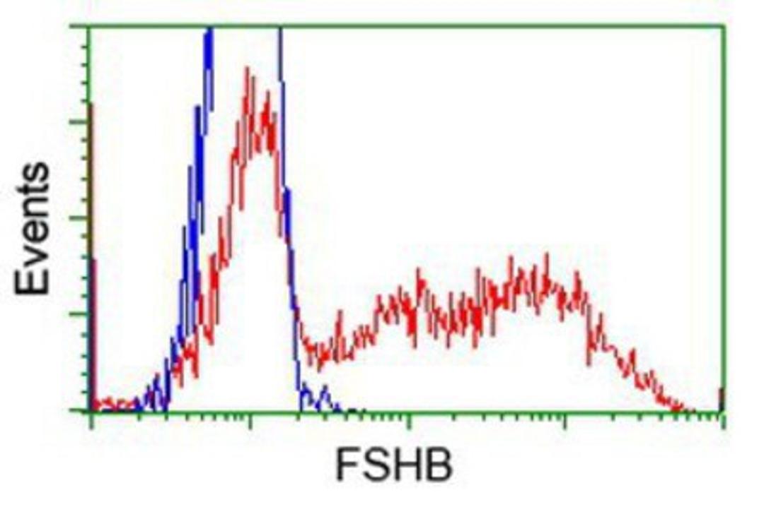 Flow Cytometry: FSH beta Antibody (2A6) [NBP2-02909] - HEK293T cells transfected with either overexpression plasmid (Red) or empty vector control plasmid (Blue) were immunostained by anti-FSH beta antibody, and then analyzed by flow cytometry.